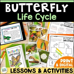 Butterfly Life Cycle Activity